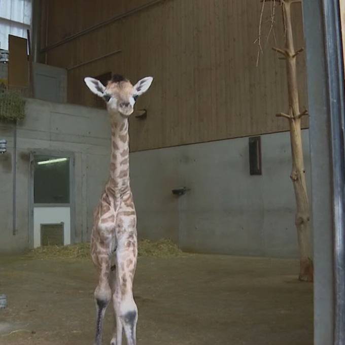  Im Kinderzoo entzückt ein Giraffen-Mädchen Jung und Alt