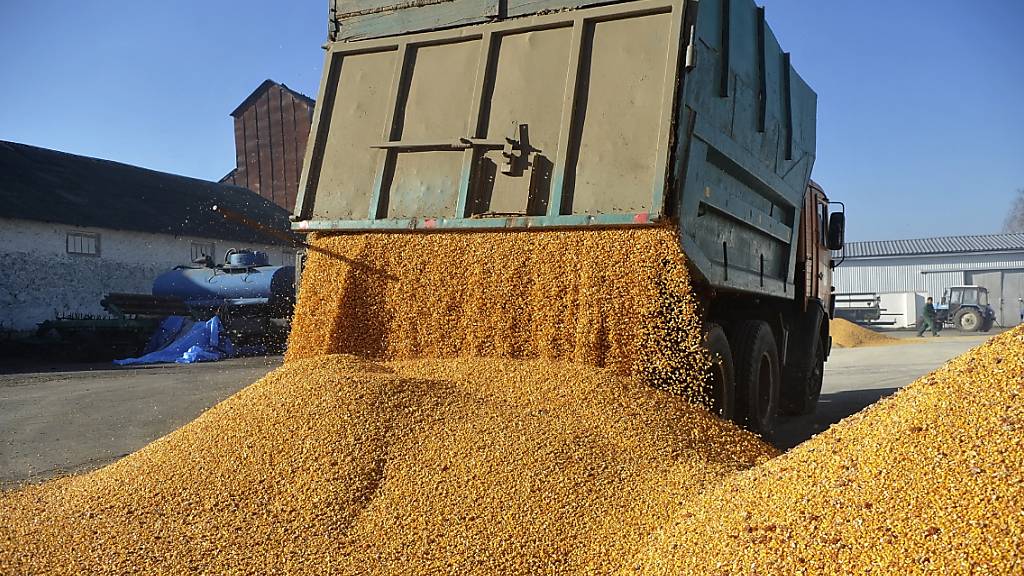 ARCHIV - Ein Fahrzeug lädt Mais auf dem Bauernhof Roksana-K ab. Foto: Ukrinform/dpa