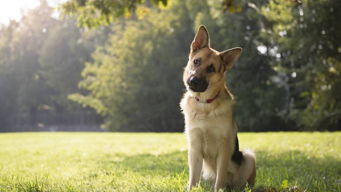 «Hund bleibt, auch wenn Herrchen stirbt»