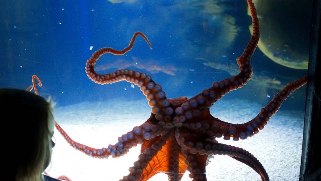 Die Saugnäpfe an Tintenfisch-Tentakeln dienten Forschenden der ETH Zürich als Inspiration für ein neues Pflaster, mit dem Medikamente abgegeben werden können. (Symbolbild)