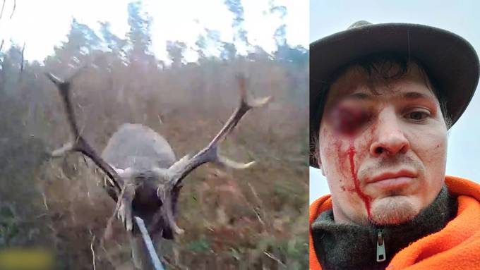 Pech auf der Pirsch: Hirsch verletzt Jäger