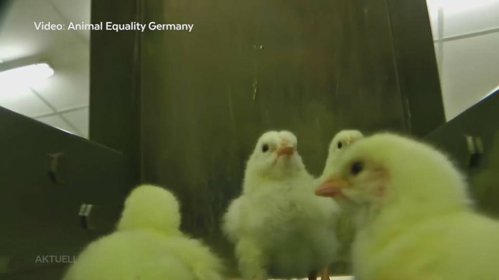 Tierwohl: Ein Betrieb aus Strengelbach lässt männliche Küken leben