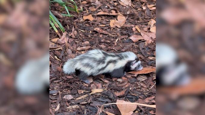 Zwei neue Jungtiere: Streifenwiesel-Nachwuchs im Walter Zoo