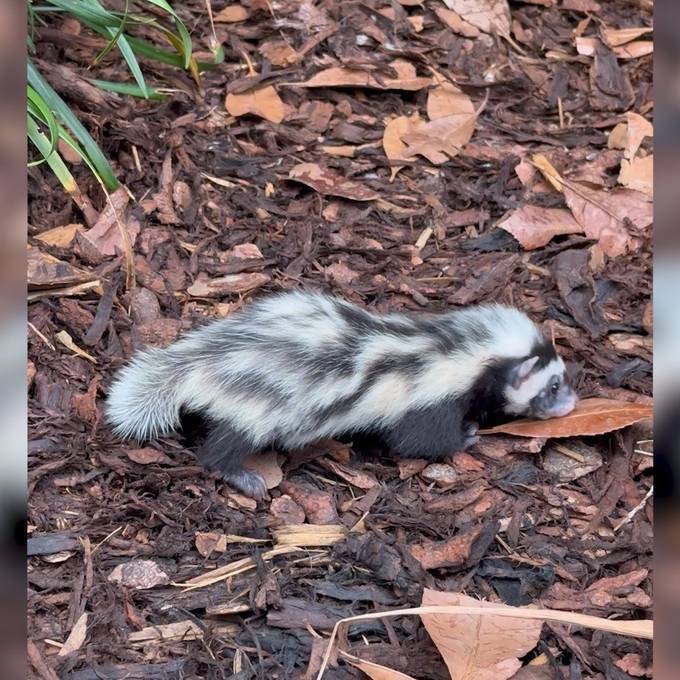 Zwei neue Jungtiere: Streifenwiesel-Nachwuchs im Walter Zoo