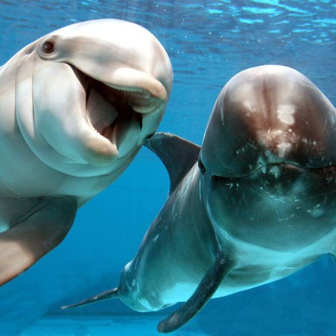 Delfine formen ähnliche soziale Netzwerke wie Menschen
