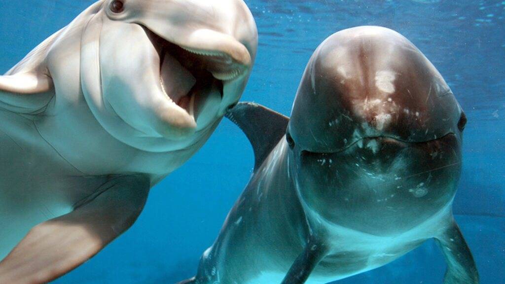 Delfine sind in ihrem Sozialverhalten den Menschen ähnlicher als bisher angenommen. (Archivbild)