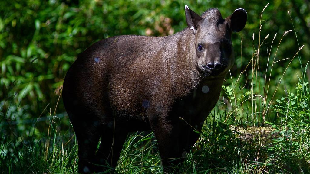 Tapire in Südamerika vom Aussterben bedroht