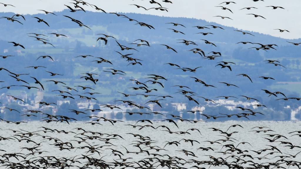 Ein Schwarm von Kormoranen fliegt über den Bodensee. Sie fressen grosse Mengen Fisch aus dem See. (Archivbild)