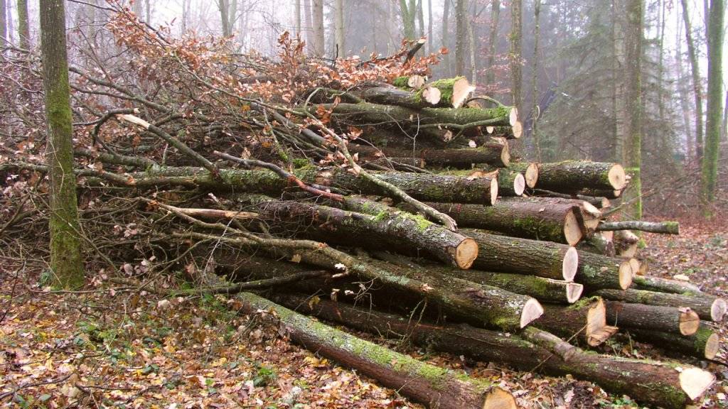 Waldholz macht einen grossen Anteil der Biomasse aus, die sich zur Energiegewinnung nutzen liesse. Allerdings lässt sich nur ein Teil nachhaltig nutzen.