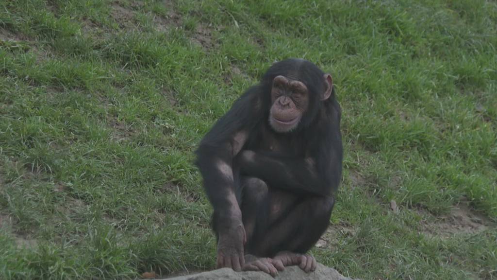 Tiere trotzen den hohen Temperaturen