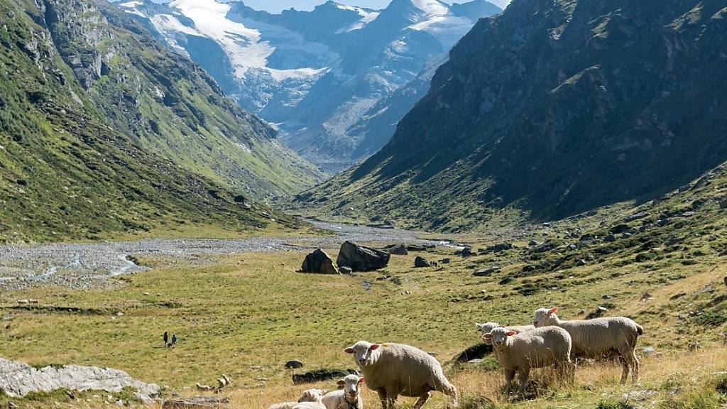 Schafe auf der Lampertsch-Alp im Laentatal oberhalb von Vals: Ob der zweite Nationalpark jemals geschaffen wird, ist nach dem Nein der Bündner Gemeinde Vals zum Parc Adula unsicher. (Archivbild)