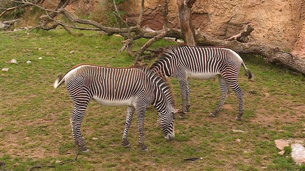 Zebras