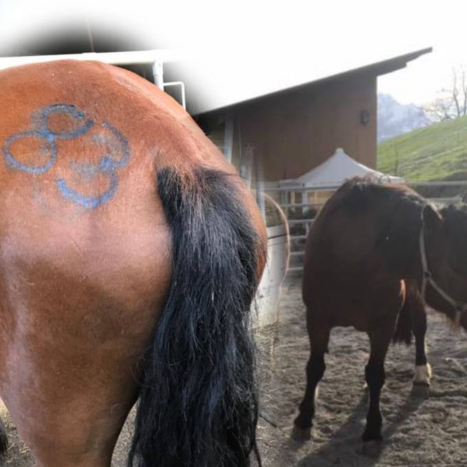 «Die Lebensfreude war weg» – Luzernerin päppelte misshandeltes Pferd auf