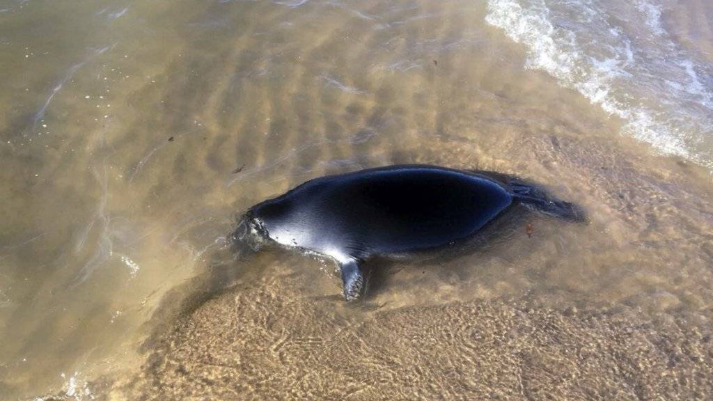 Dutzende Robben wurden in den letzten Tagen an die Küsten des Baikalsees geschwemmt.
