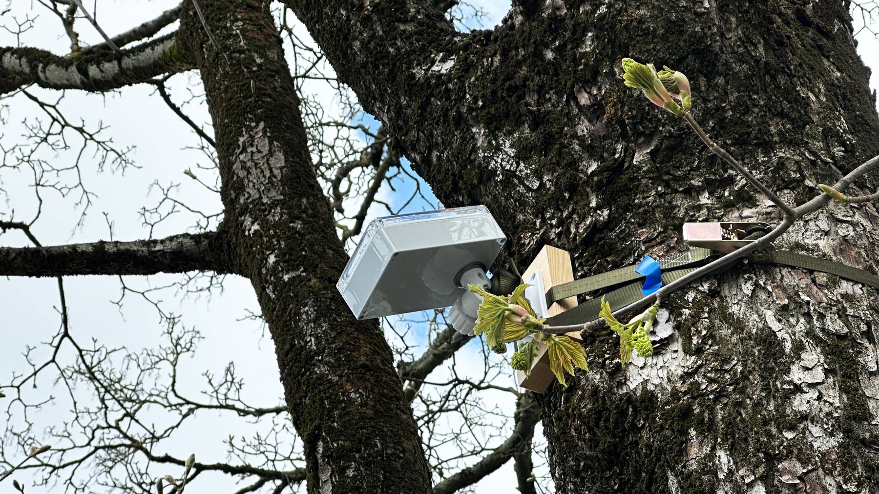 Was wie eine Kamera aussieht, ist in Wahrheit ein digitales Frühwarnsystem für Bäume.