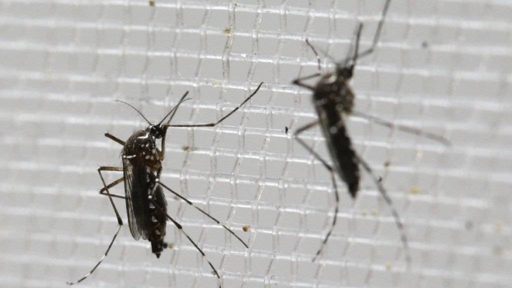Das Zika-Virus wird vor allem von der Gelbfiebermücke übertragen. In vielen Fällen merken Infizierte gar nicht, dass sie das Virus ins sich tragen.