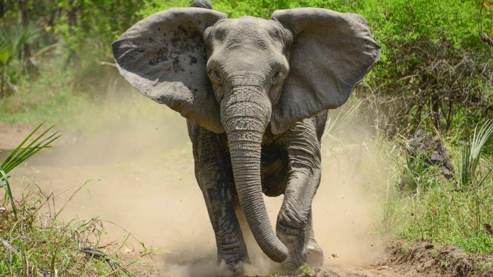 Elefanten aus Mosambik haben eine neue Strategie gegen Wilderer entwickelt.