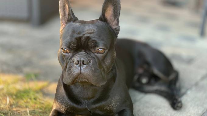 Tanja Hegg mit Rocky