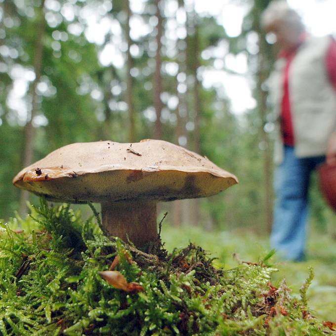 Vereint unter dem Hashtag «Pilztok»: Pilze sammeln ist im Trend