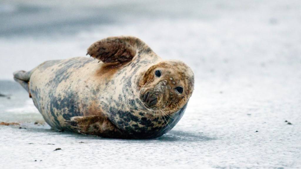 Für die Studie haben Forscherinnen und Forscher fünf Robben «gemelkt». (Archivbild)