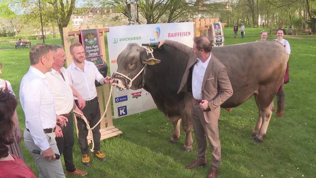 Holz anstatt Fleisch: Am Solothurner Kantonalschwingfest gibt es dieses Jahr keinen echten Siegermuni
