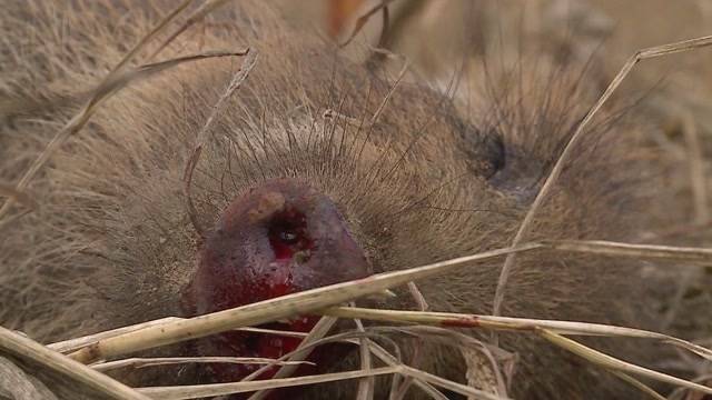 Wildschwein-Killer ermittelt?