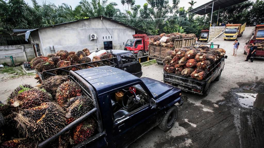 Transport von Früchten der Ölpalme in Indonesien. (Symbolbild)