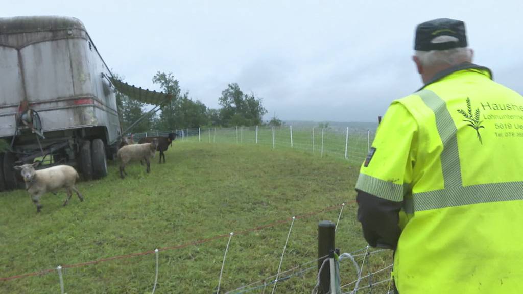 Gerissene Schafe: Wütet im Aargau wieder der Wolf?