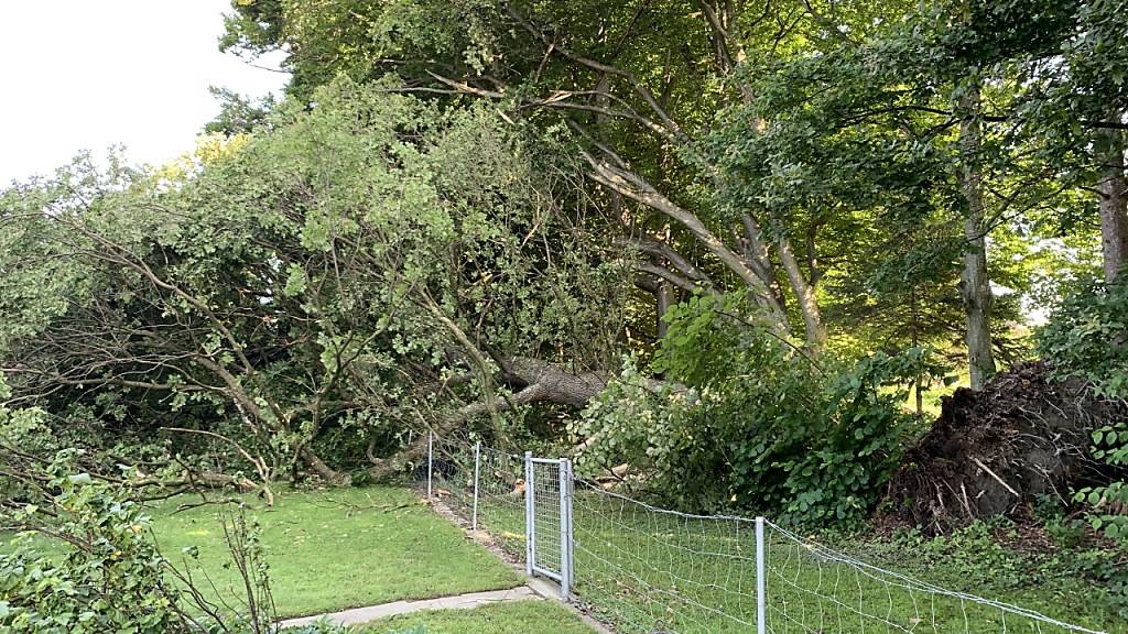 Durch Unwetter stürzten 2021 einigen Bäume in Bonstettenpark um.