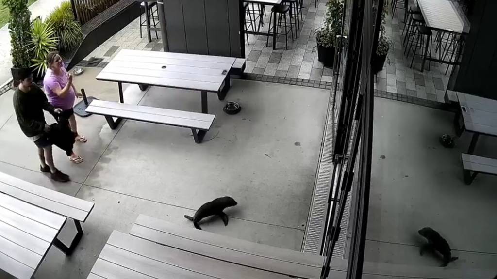 dpatopbilder - Ein Robbenbaby betritt in Richmond, Neuseeland, eine Bar. Foto: Uncredited/Sprig + Fern The Meadows/AP/dpa