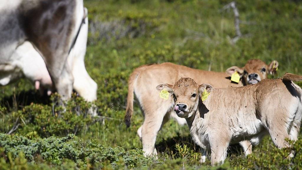 Sollen von der Genetik von Klontieren bewahrt werden: Zwei Kälber mit Muttertier auf einer Alp in Graubünden. (Archiv)