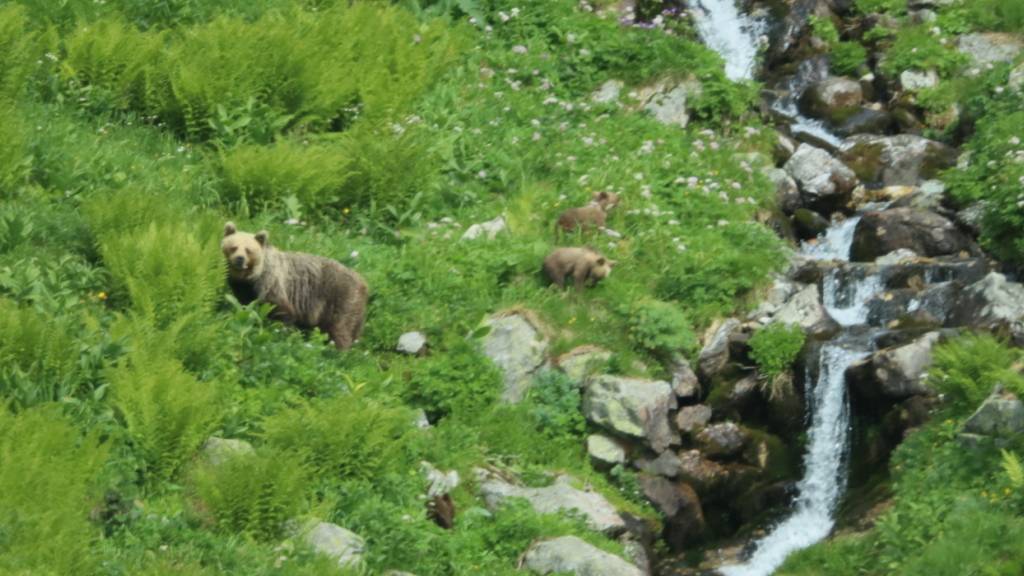 Braunbär verletzt Pilzsammler in der Slowakei schwer