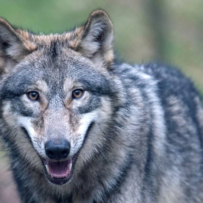 Wölfe haben im Kreis Waldshut zwei Rinder gerissen