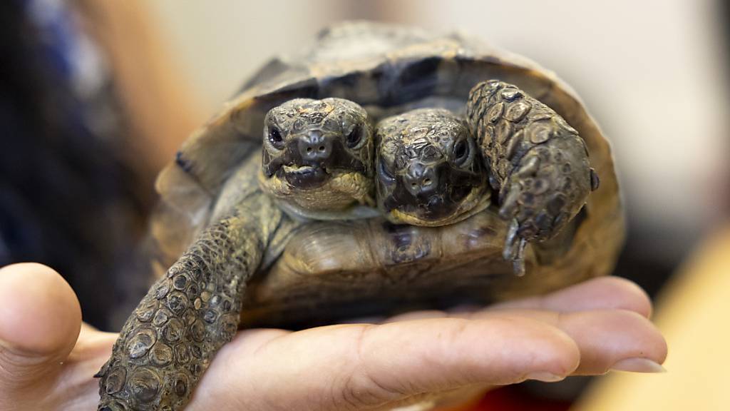 Genfer Schildkröte mit zwei Köpfen feiert Geburtstag