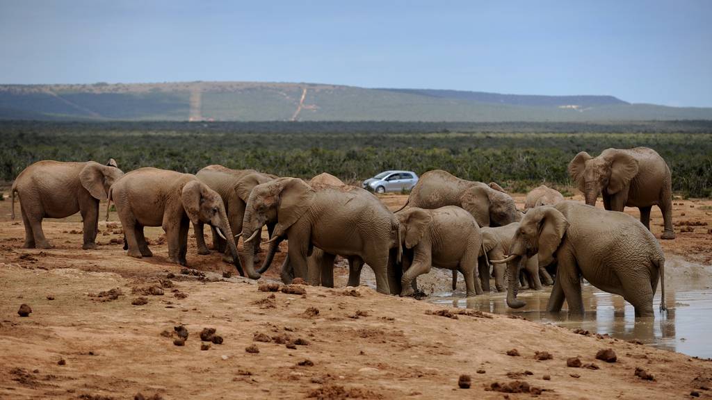 Tierische Weggefährten in Südafrika