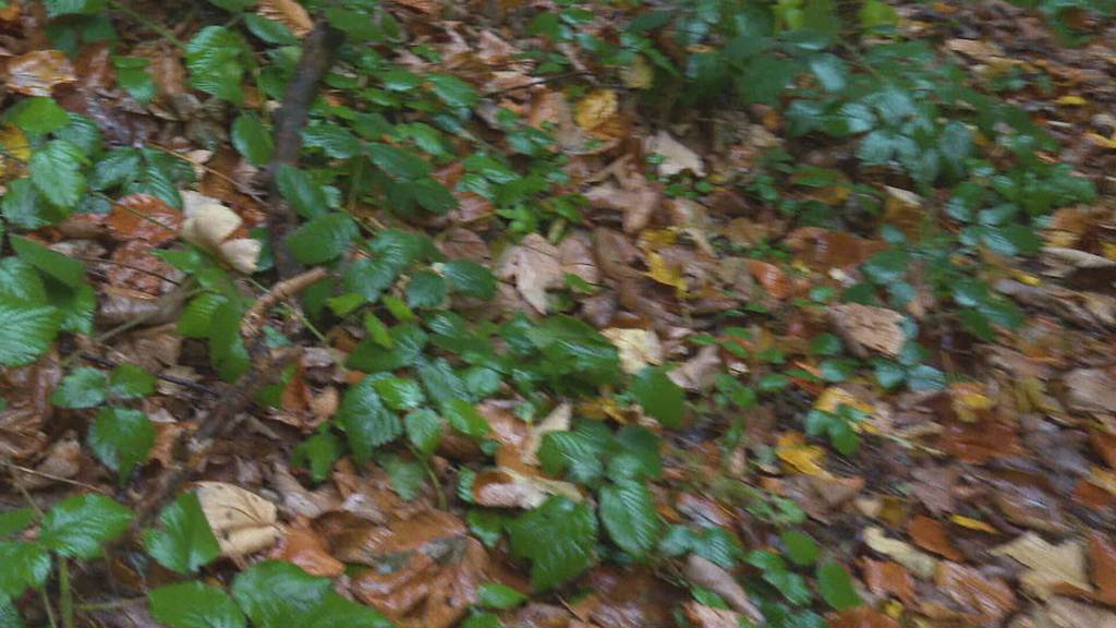 Wilderer unterwegs – Heftige Vorwürfe an Jäger im Toggenburg