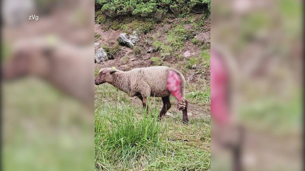Schon wieder! Wolf reisst 12 Schafe oberhalb von Flums – jetzt reden die Betroffenen
