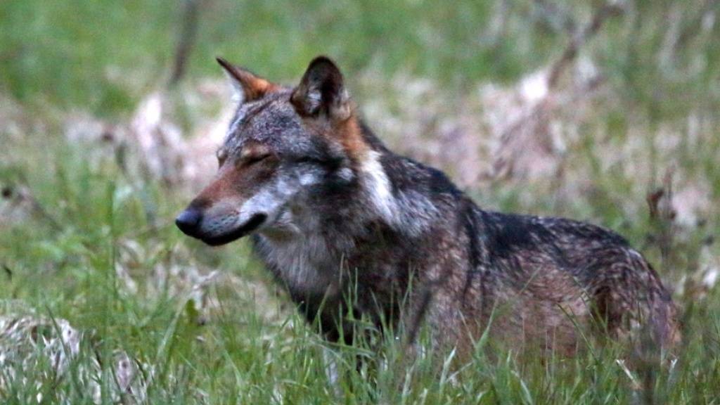 Im Wallis haben Wildhüter und Jäger seit Beginn der Jagd am 1. Dezember fünf Wölfe abgeschossen. (Archivbild)