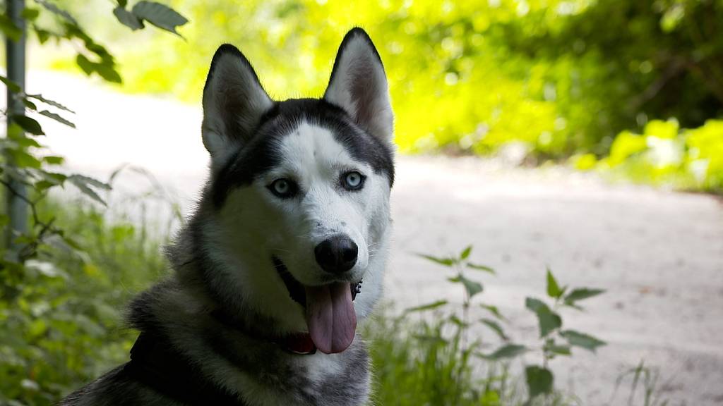 Kenai