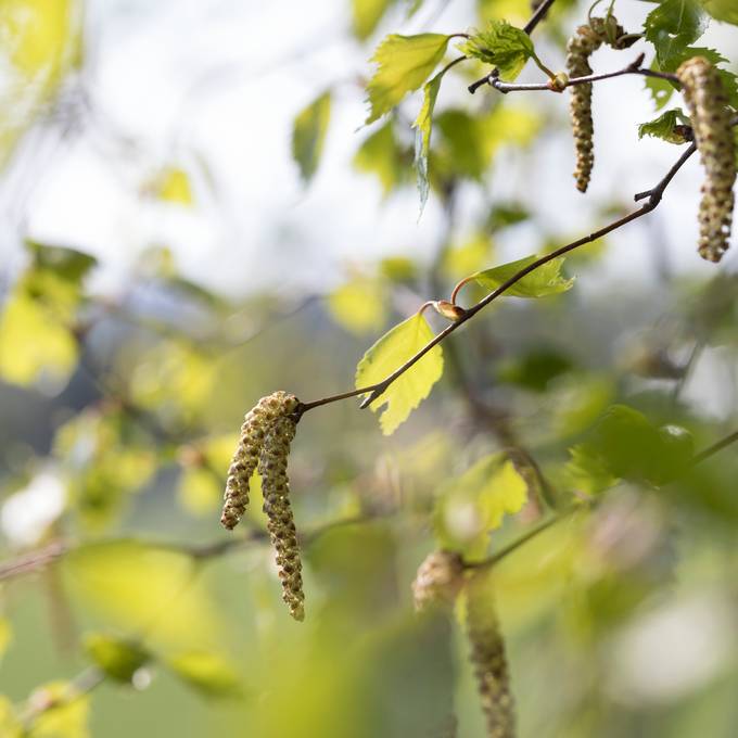 Die Birke blüht – Allergiker sind aber nicht speziell gefährdet für Covid-19