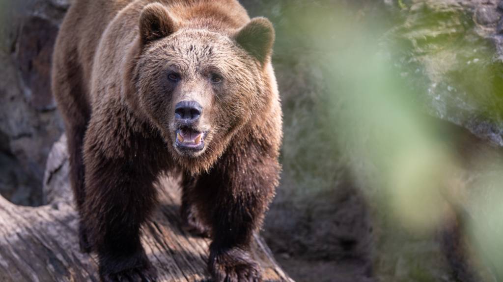 ARCHIV - Braunbär Lillebror steht in seinem Gehege im Berliner Zoo. Foto: Monika Skolimowska/dpa