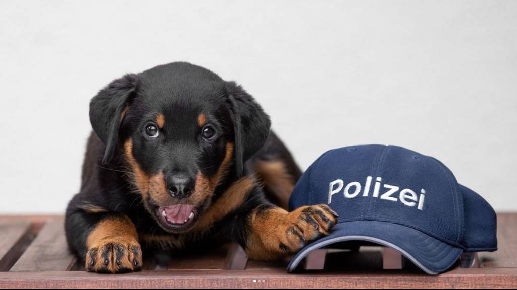 «Augenblicklich verliebt» – die Stadtpolizei hat einen neuen Diensthund