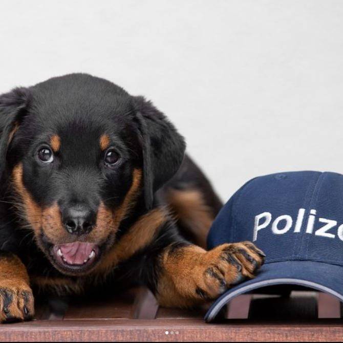«Augenblicklich verliebt» – die Stadtpolizei hat einen neuen Diensthund