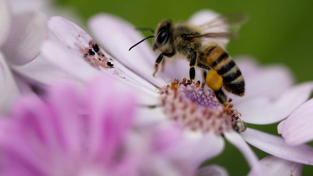 Die Bienen gehören in der Schweiz zu den bedrohten Arten (Archiv)