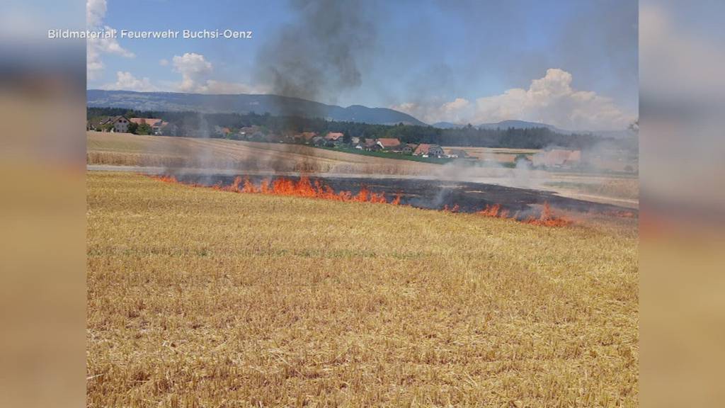 Feldbrand bei Herzogenbuchsee – Brandrisiko bleibt hoch