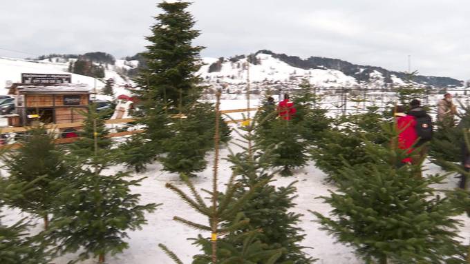 «Märli-Landschaft»: Freunde verkaufen Christbäume für einen guten Zweck