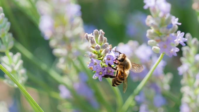 Lavendel, Rosmarin & Co.: Diese Balkon-Pflanzen sind bienenfreundlich