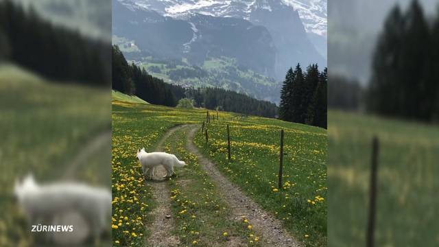 «Ich finde es das schlechteste Video von allen»