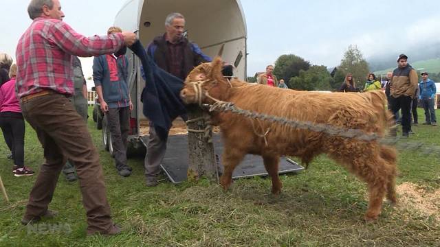 Tierische Panik am Foire de Chaindon