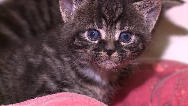 Katzenbabys in Kartonschachtel ausgesetzt